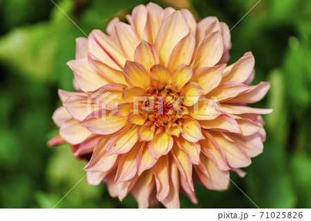 鮮やかに咲いたダリヤ　山形県川西町 71025826