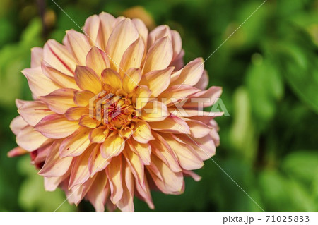 鮮やかに咲いたダリヤ　山形県川西町 71025833