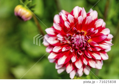 鮮やかに咲いたダリヤ　山形県川西町 71025838