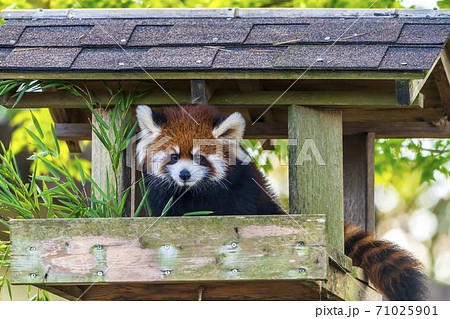 レッサーパンダの子供 仙台市太白区 レッサーパンダの子供 仙台市太白区 71025901