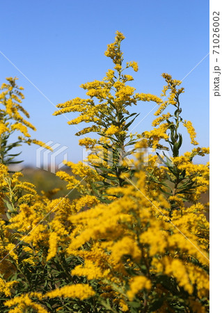 一面黄色く満開した 帰化植物のセイタカアワダチソウの写真素材