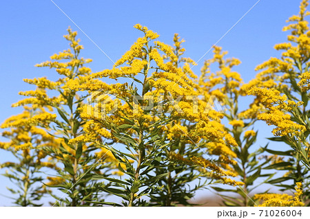 一面黄色く満開した 帰化植物のセイタカアワダチソウの写真素材