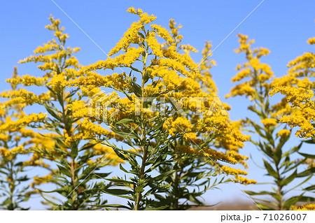 一面黄色く満開した 帰化植物のセイタカアワダチソウの写真素材