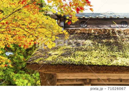 仙台藩花山村寒湯番所跡の紅葉 宮城県栗原市 仙台藩花山村寒湯番所跡の紅葉 宮城県栗原市 71026067