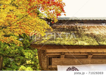 仙台藩花山村寒湯番所跡の紅葉 宮城県栗原市 仙台藩花山村寒湯番所跡の紅葉 宮城県栗原市 71026069