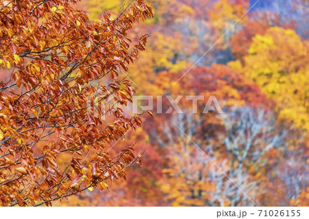 雨上がりの湯浜峠 紅葉 宮城県栗原市 雨上がりの湯浜峠 紅葉 宮城県栗原市 71026155