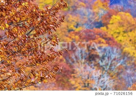 雨上がりの湯浜峠 紅葉 宮城県栗原市 雨上がりの湯浜峠 紅葉 宮城県栗原市 71026156
