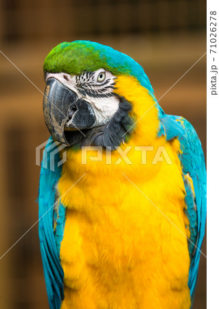 色鮮やかな多摩動物公園のルリコンゴウインコ】の写真素材 [71026278