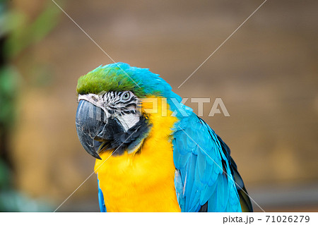 色鮮やかな多摩動物公園のルリコンゴウインコ の写真素材