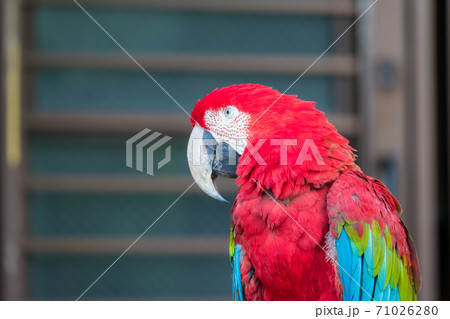 【色鮮やかな多摩動物公園のベニコンゴウインコ】 【色鮮やかな多摩動物公園のベニコンゴウインコ】 71026280
