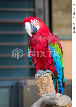 色鮮やかな多摩動物公園のベニコンゴウインコ の写真素材