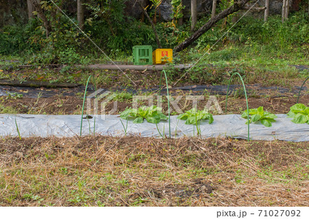 田畑で働く人の休憩時間 71027092