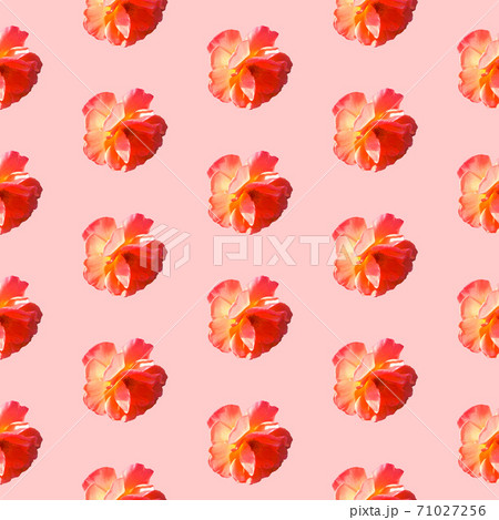 Seamless pattern with roses on a pink background. Seamless pattern with roses on a pink background. 71027256