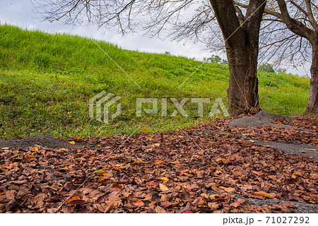 秋の土手沿いの樹木の下の落ち葉と芝生の写真素材