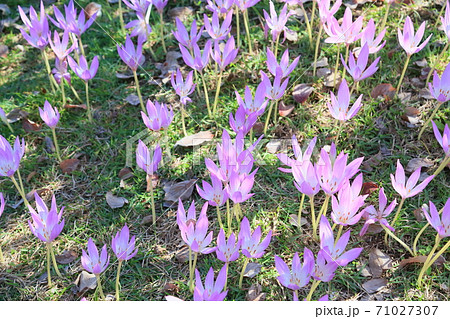 秋の公園 コルチカムの花の写真素材