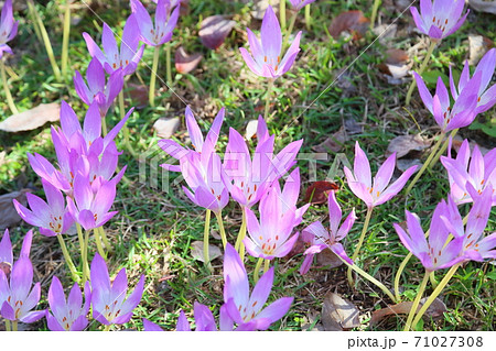 秋の公園 コルチカムの花の写真素材