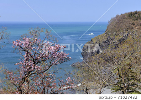 春の知床岩尾別（北海道・知床）	 71027432