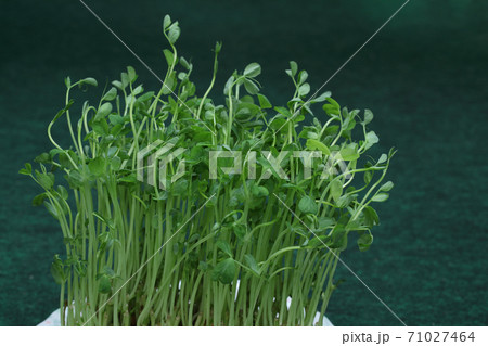 豆苗 71027464
