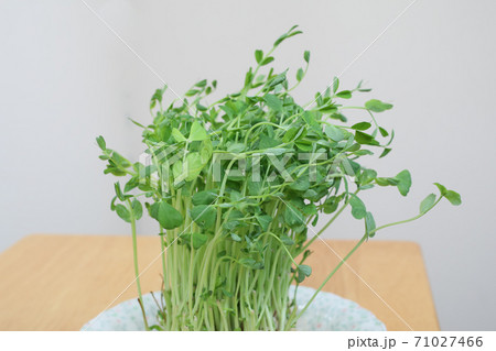 豆苗 71027466