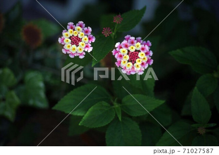 ランタナ　黄と紅色の花 71027587