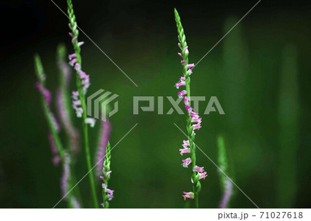 山野草 可愛いネジバナの開花 山野草 可愛いネジバナの開花 71027618