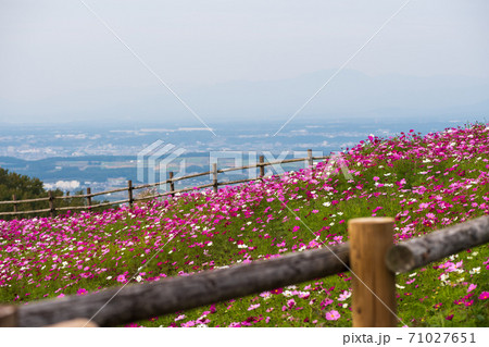 秋桜の花が秋空の元に咲き誇る 71027651