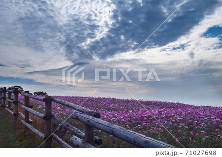 秋桜の花が秋空の元に咲き誇る 秋桜の花が秋空の元に咲き誇る 71027698