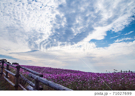 秋桜の花が秋空の元に咲き誇る 秋桜の花が秋空の元に咲き誇る 71027699