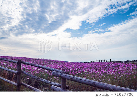 秋桜の花が秋空の元に咲き誇る 秋桜の花が秋空の元に咲き誇る 71027700