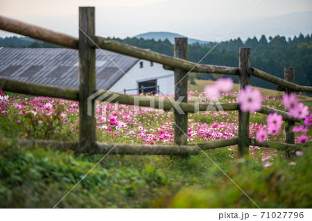 秋桜の花が秋空の元に咲き誇る 秋桜の花が秋空の元に咲き誇る 71027796