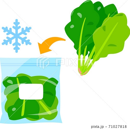 葉物野菜の冷凍保存のイラスト素材