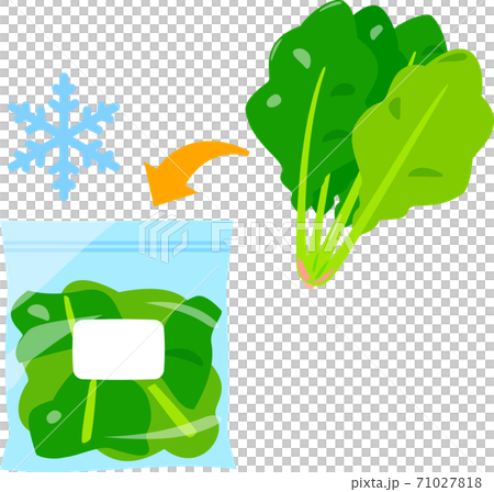 葉物野菜の冷凍保存のイラスト素材