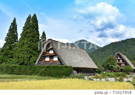 白川郷 合掌造り 世界遺産 稲穂 白川郷 合掌造り 世界遺産 稲穂 71027958