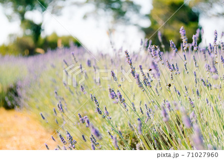 A close-up of flowering lavender bushes in the field. 71027960