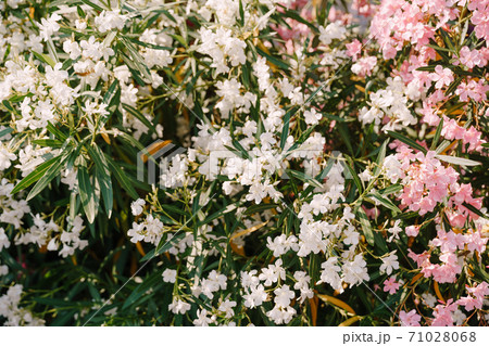 Close-up of white and pink oleander flowers on a sunny day. Close-up of white and pink oleander flowers on a sunny day. 71028068