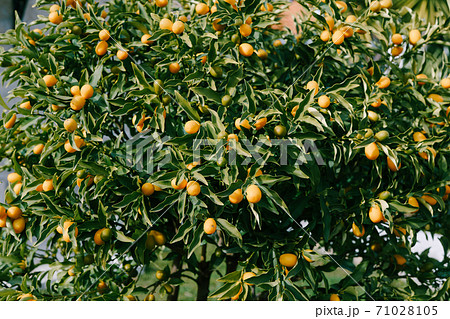 Kumquat or fortunella tree with ripe orange fruits on branches in the garden. Kumquat or fortunella tree with ripe orange fruits on branches in the garden. 71028105