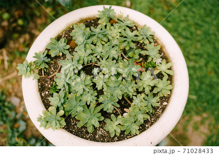 A flower pot with a bush of Eonium succulents. 71028433