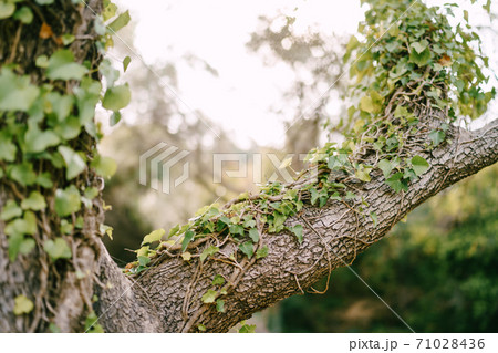 Close-up of a massive branch from a tree trunk with densely climbing ivy. 71028436