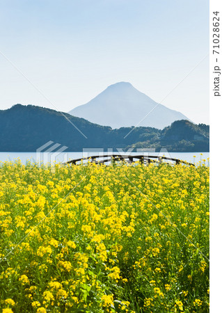 池田湖周辺の菜の花 池田湖周辺の菜の花 71028624