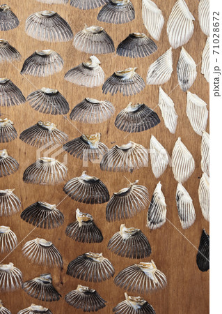 フグひれの乾燥	 71028672