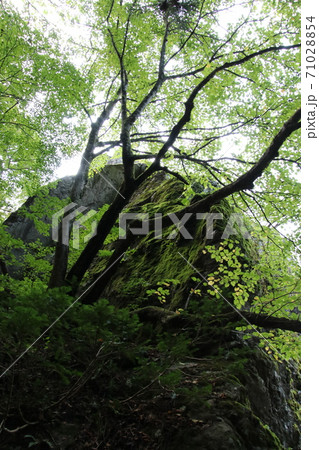 天柱石と大樹(富山県) 天柱石と大樹(富山県) 71028854