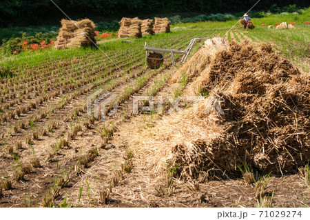 藁を積む 71029274