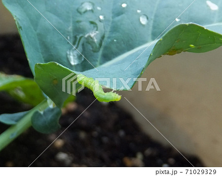 プランター栽培のブロッコリーの葉を食べる青虫 71029329
