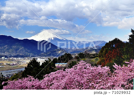 松田山ハーブガーデンからの富士山と河津桜 松田山ハーブガーデンからの富士山と河津桜 71029932