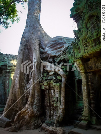 アンコールワット　タ・プロムの巨木 71030001