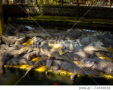 シェムリアップのワニ園 71030038