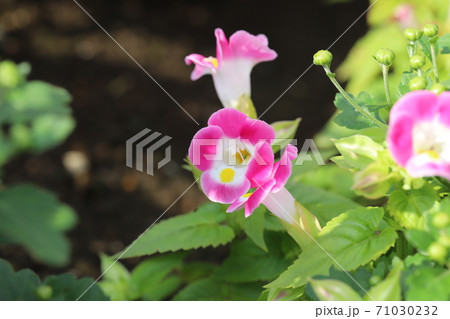 秋の花壇に咲くトレニアのピンク色の花の写真素材