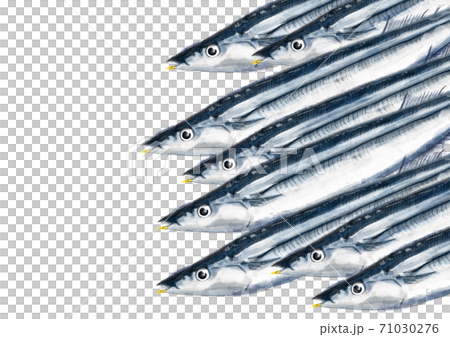 Pacific saury D hand-painted (plain) Pacific saury D hand-painted (plain) 71030276