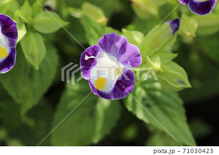 秋の花壇に咲くトレニアの紫色の花の写真素材