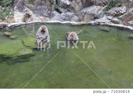地獄谷野猿公苑の露天風呂に入るサルの親子 71030819